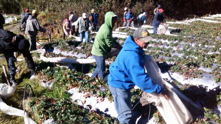 desmonte de instalaciones para la producción Agrícola en el Parque Nacional Valle Nuevo