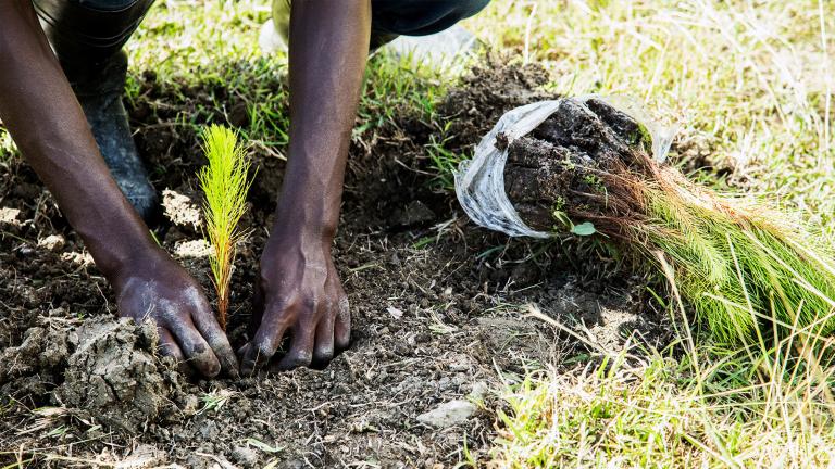 Reforestemos Quisqueya